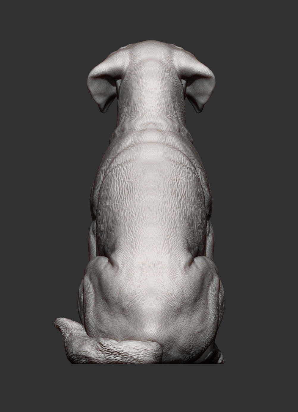 Labrador  3D print model_9