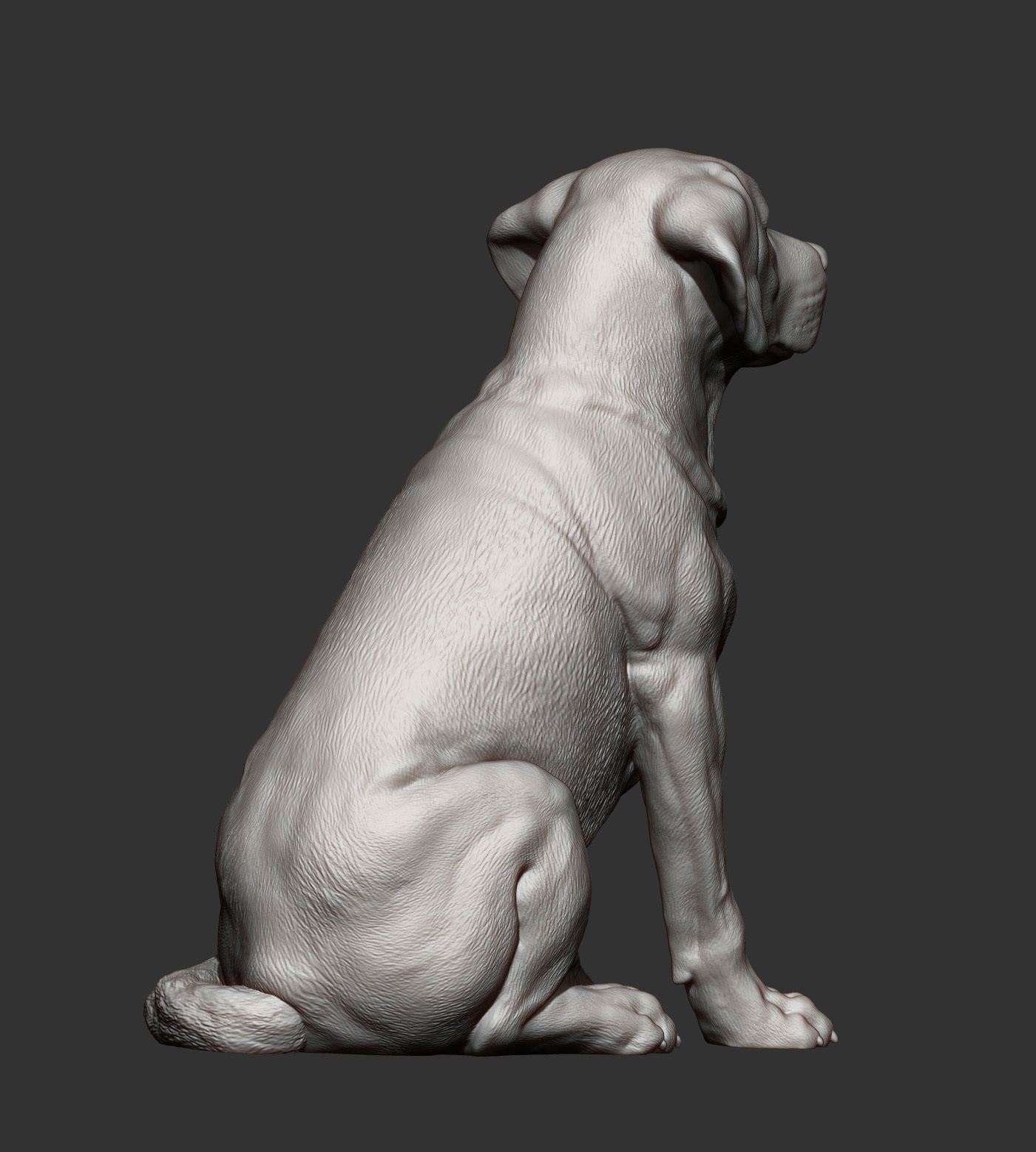 Labrador  3D print model_10