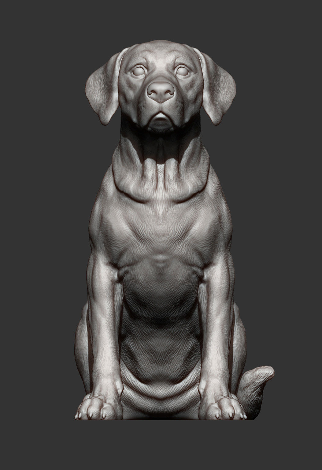 Labrador  3D print model_11