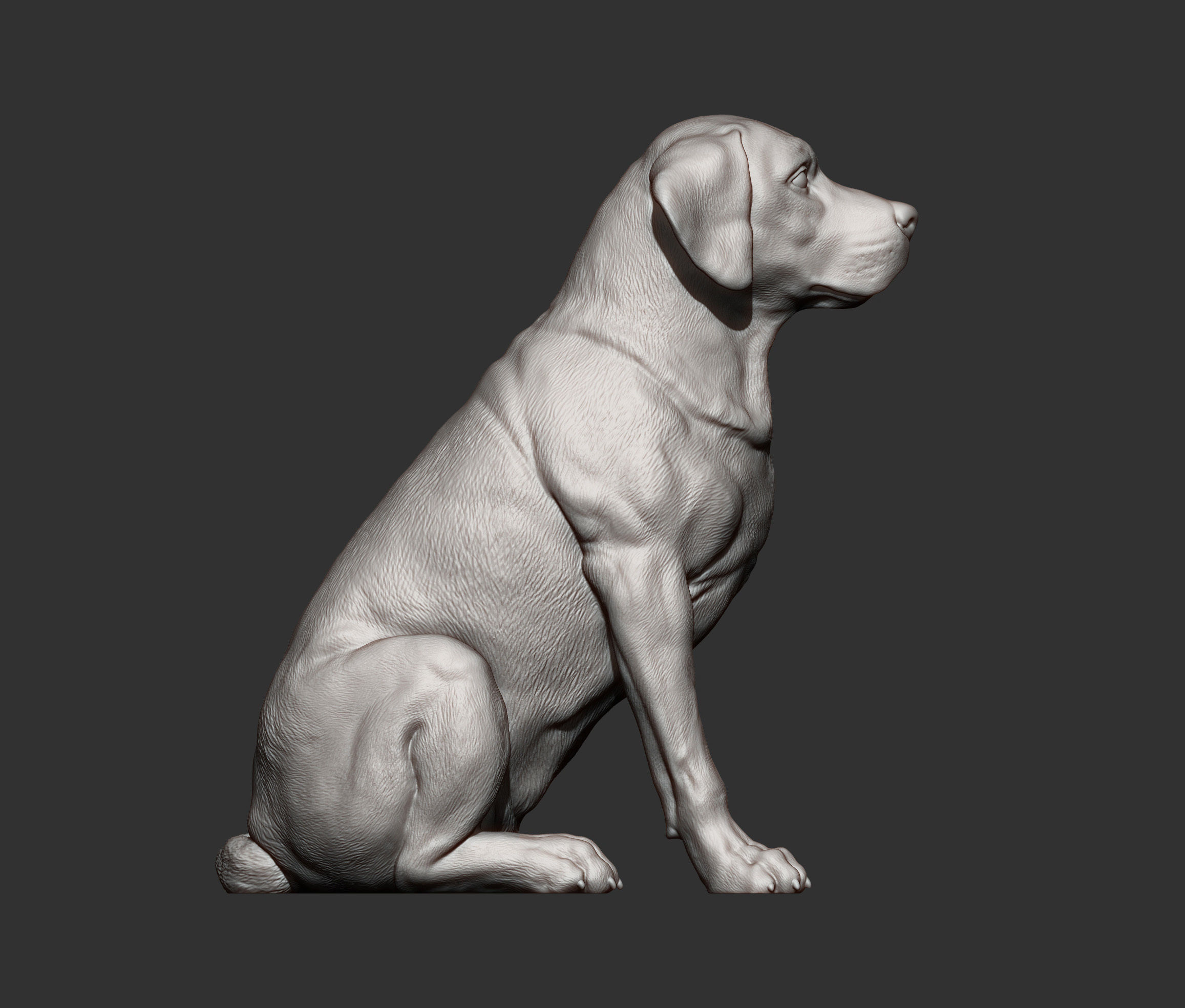 Labrador  3D print model_6