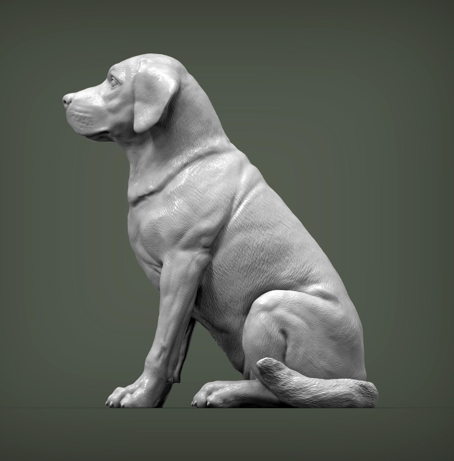 Labrador  3D print model_1