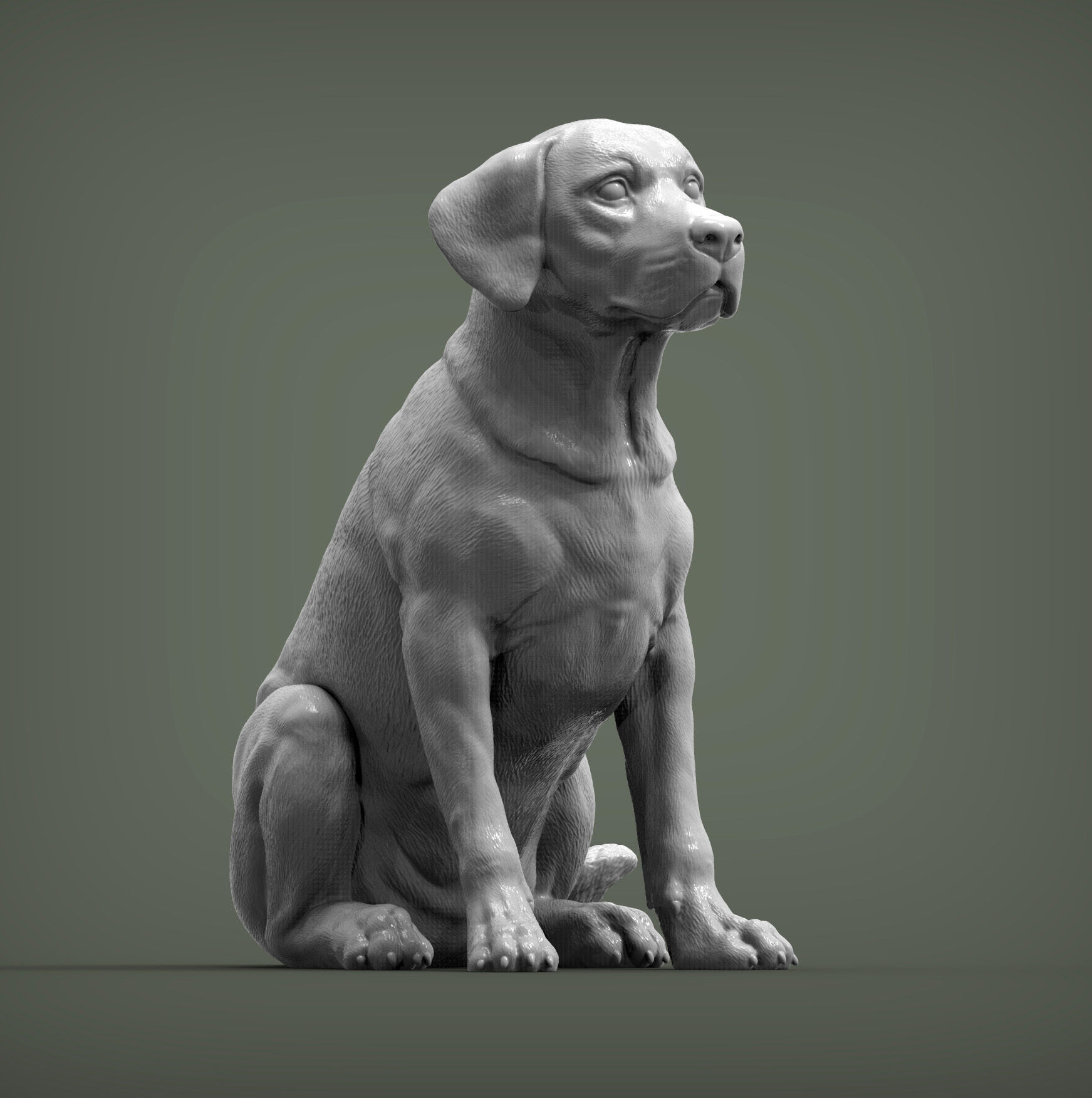 Labrador  3D print model_2