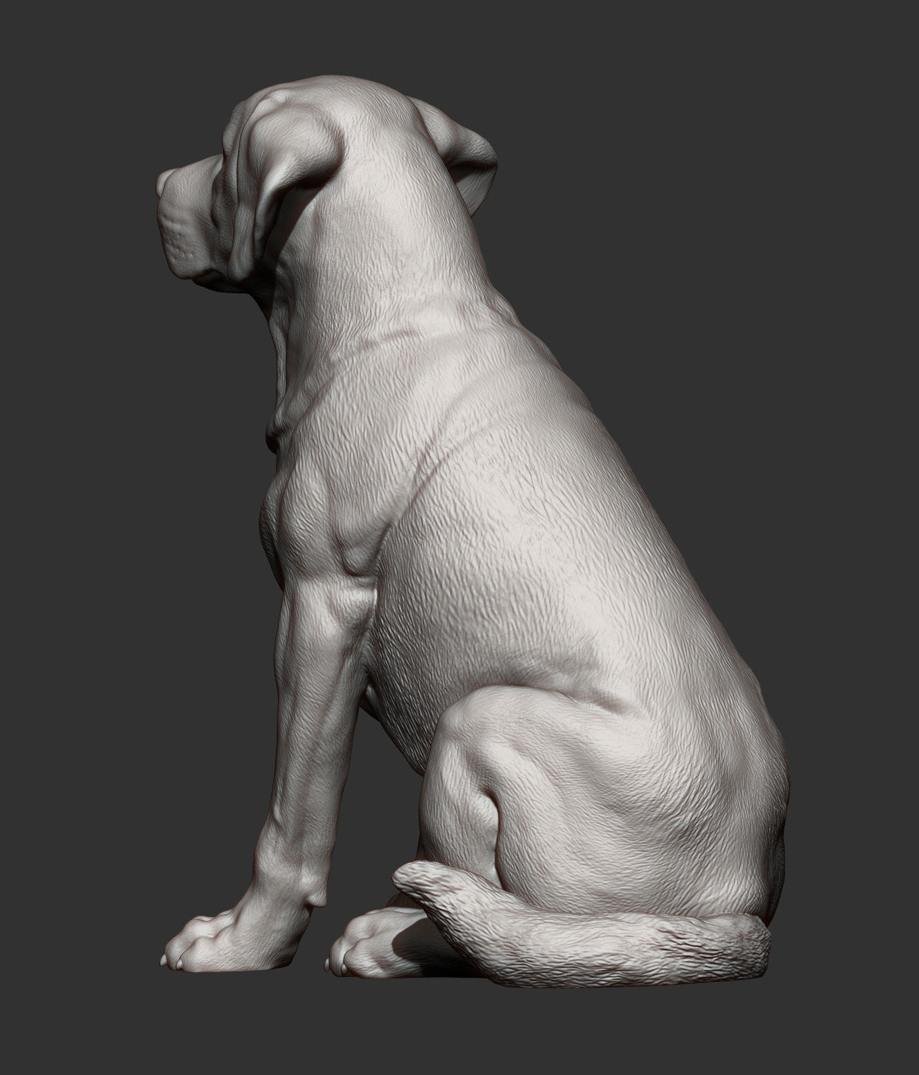 Labrador  3D print model_5