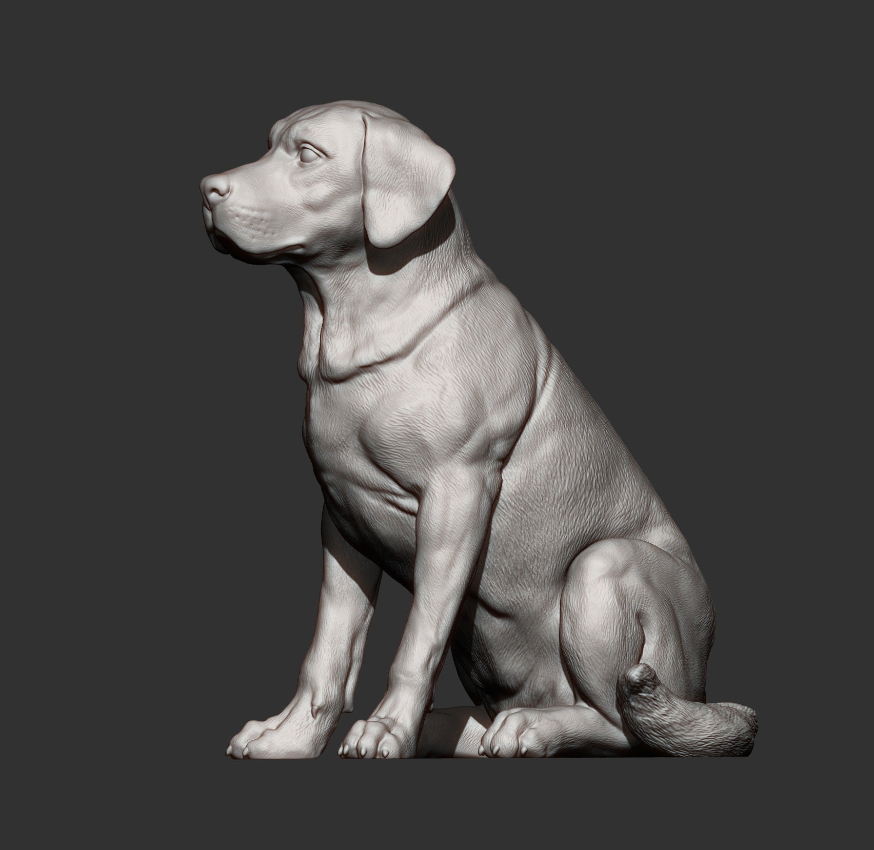 Labrador  3D print model_7