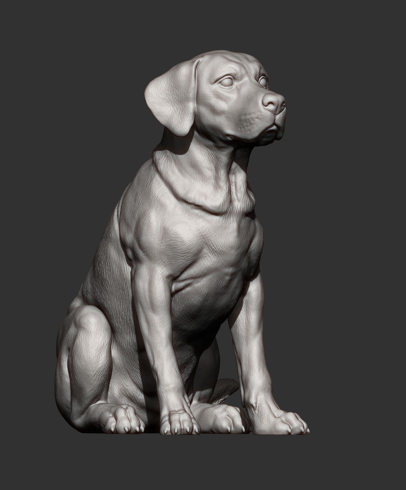 Labrador  3D print model_4