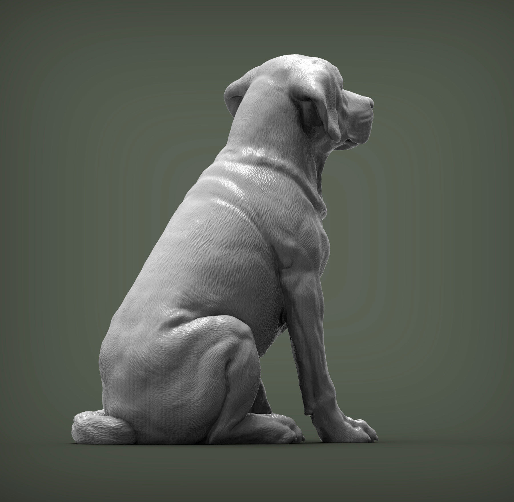 Labrador  3D print model_3
