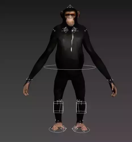 Chimp Rig 3D model