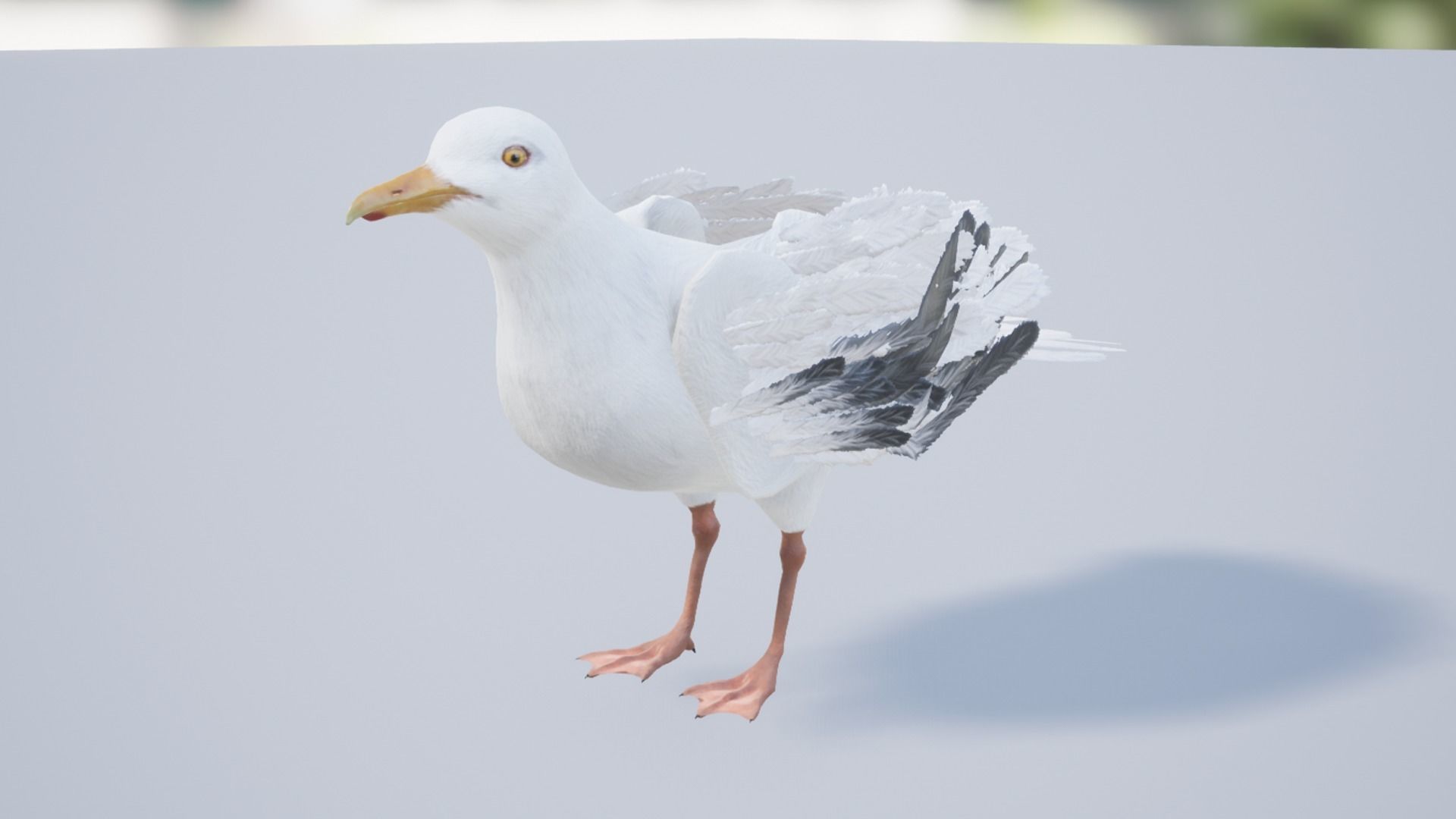 Seagull  Low-poly 3D model_10