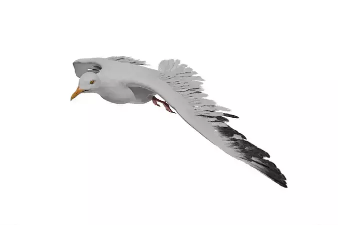 Seagull  Low-poly 3D model