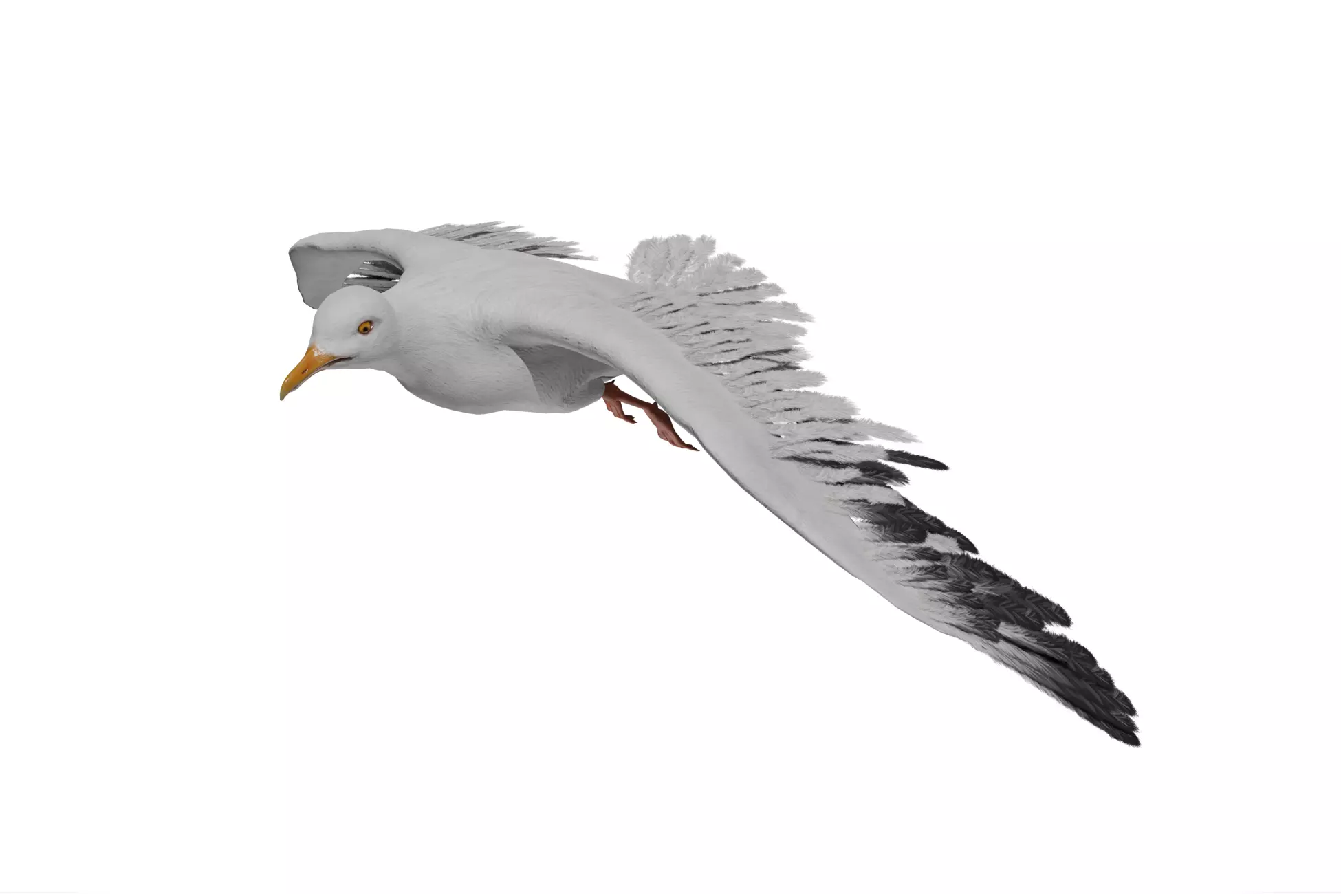 Seagull  Low-poly 3D model_0