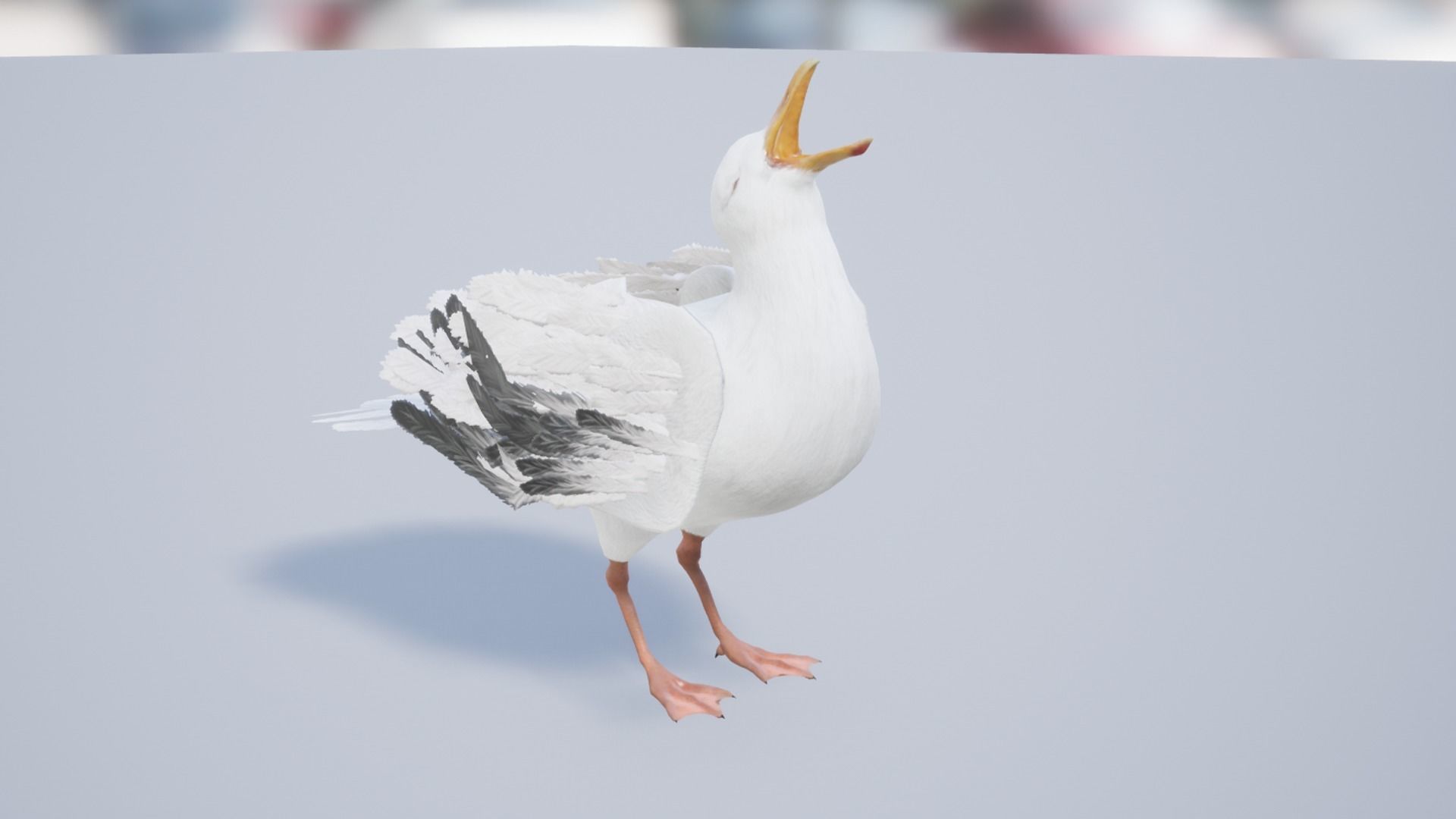 Seagull  Low-poly 3D model_12