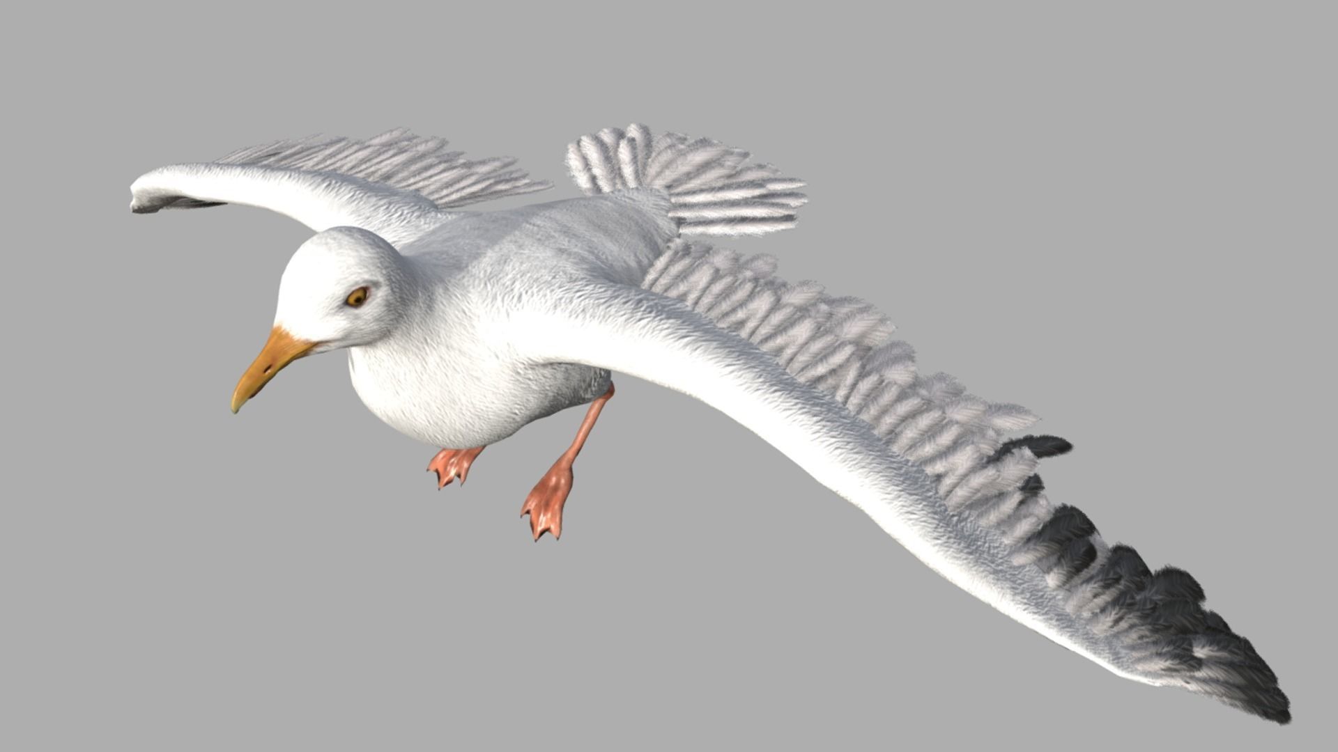 Seagull  Low-poly 3D model_2