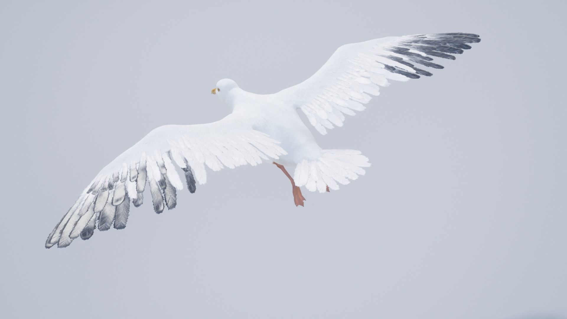 Seagull  Low-poly 3D model_13