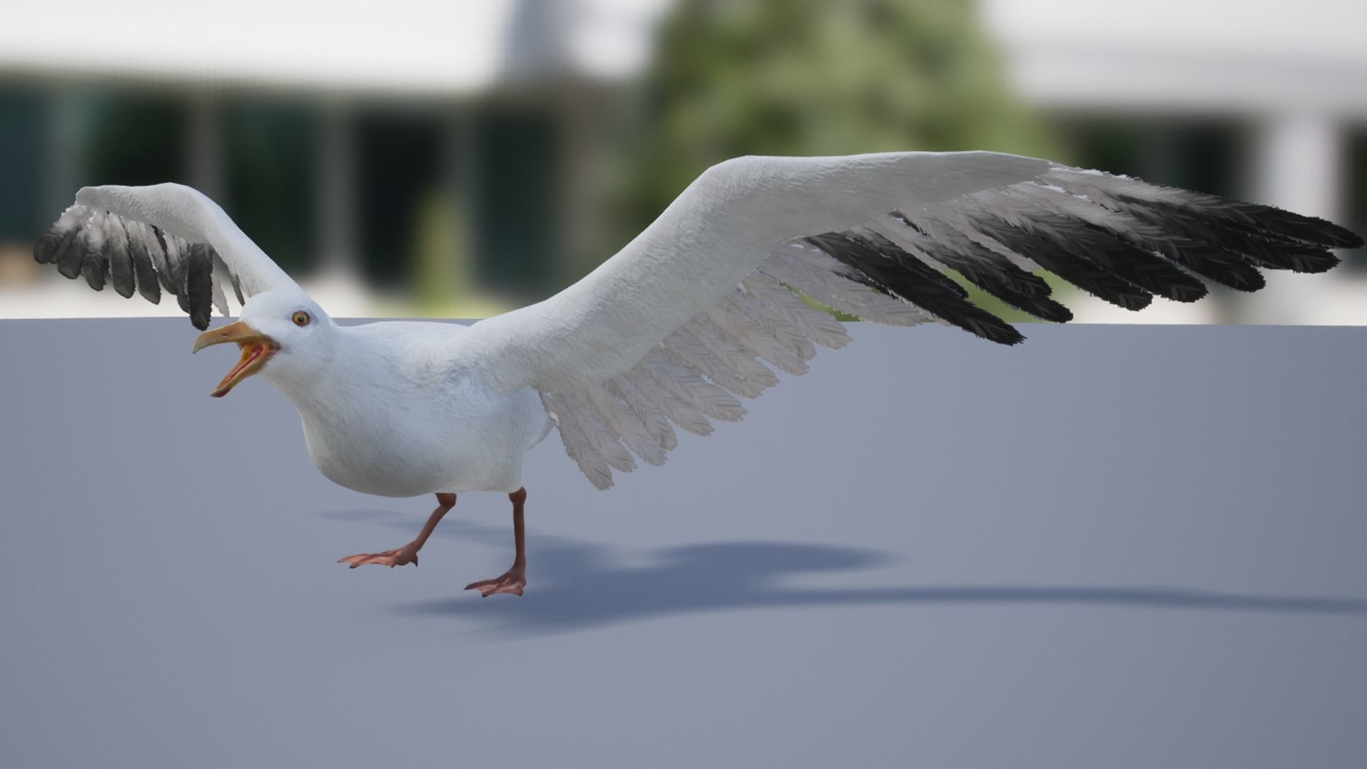 Seagull  Low-poly 3D model_14