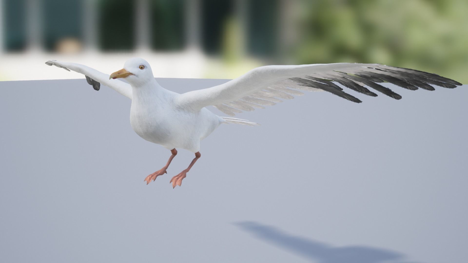 Seagull  Low-poly 3D model_11