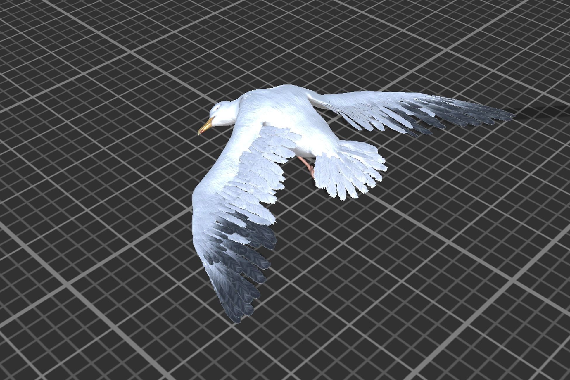 Seagull  Low-poly 3D model_9