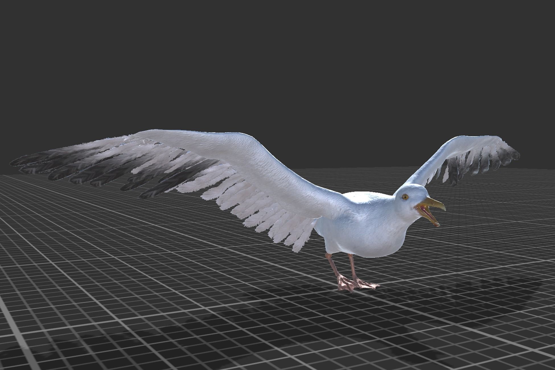 Seagull  Low-poly 3D model_7
