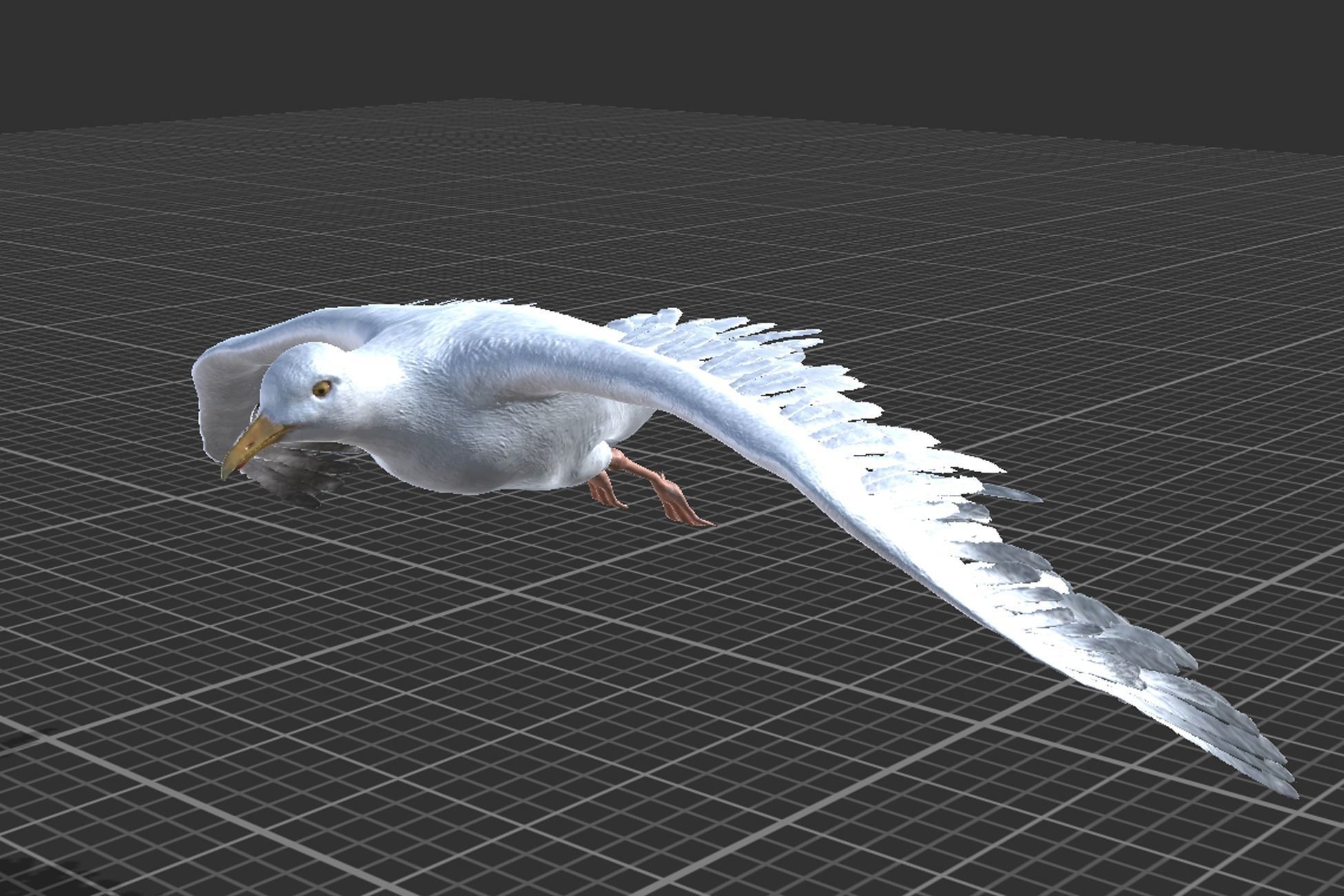 Seagull  Low-poly 3D model_5
