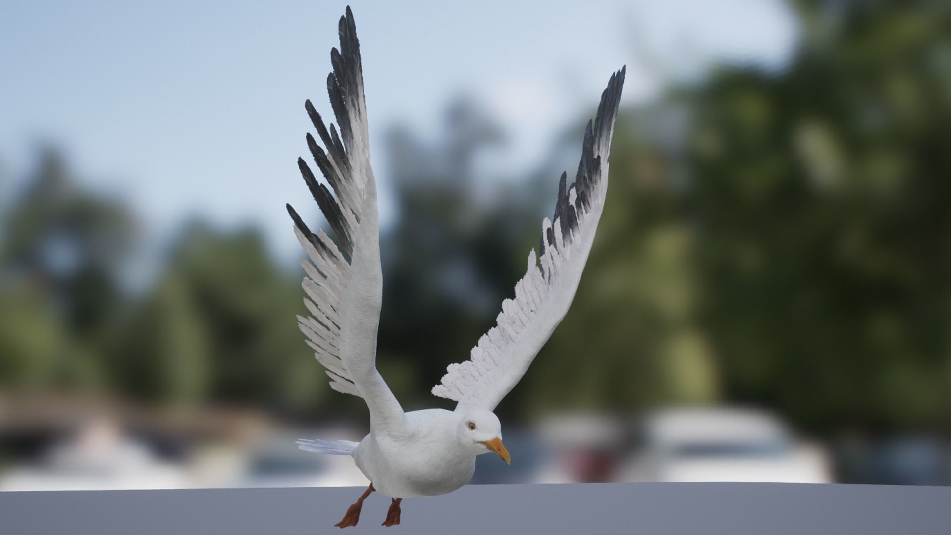 Seagull  Low-poly 3D model_15