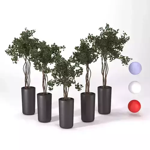  weeping fig tree 3D model