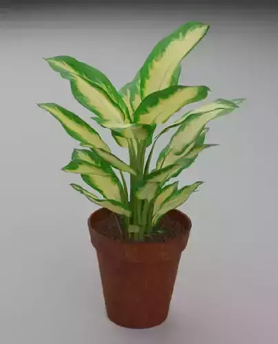 Diffenbachia Camillia Plant in a 6 inch clay pot