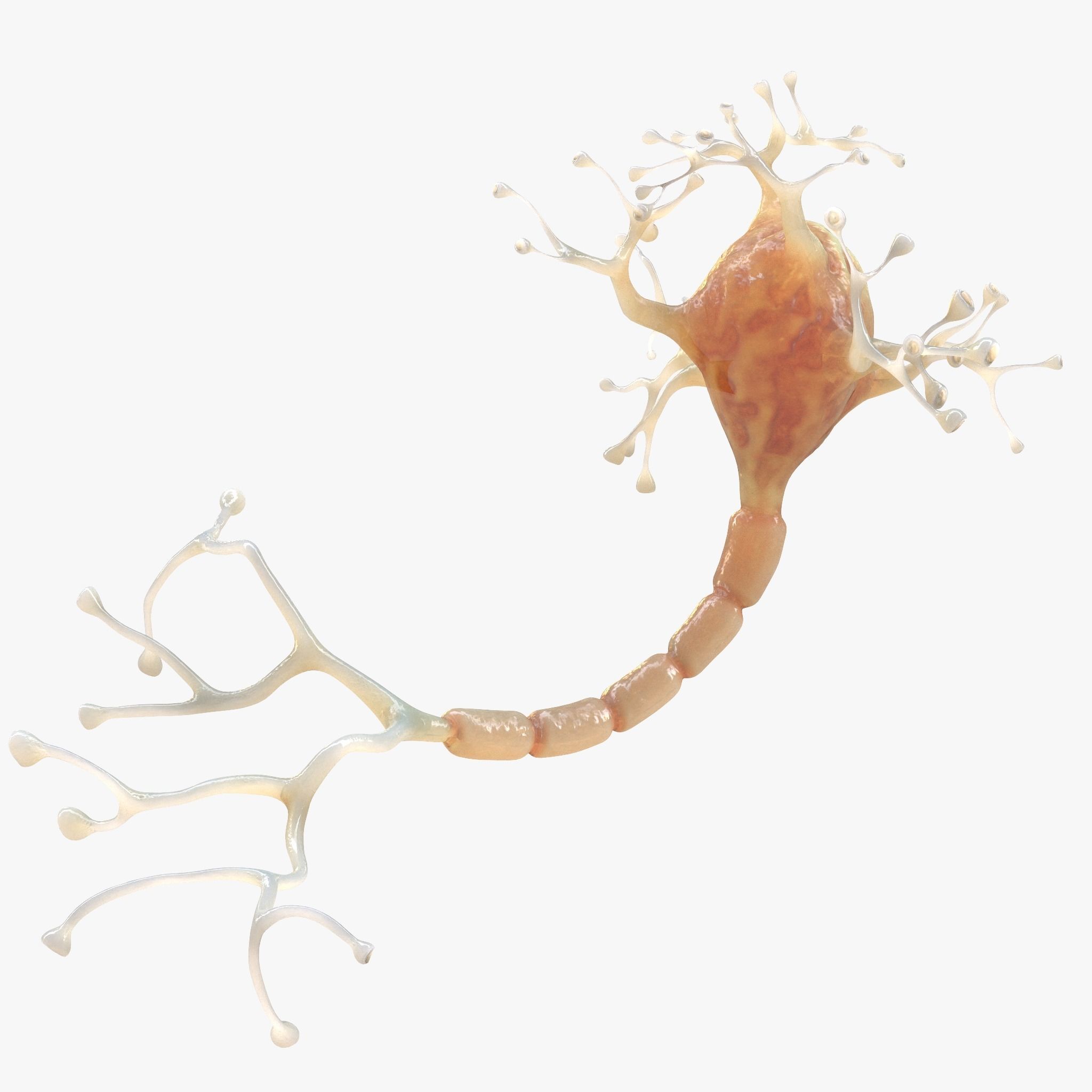 Neuron Human 3D model_2