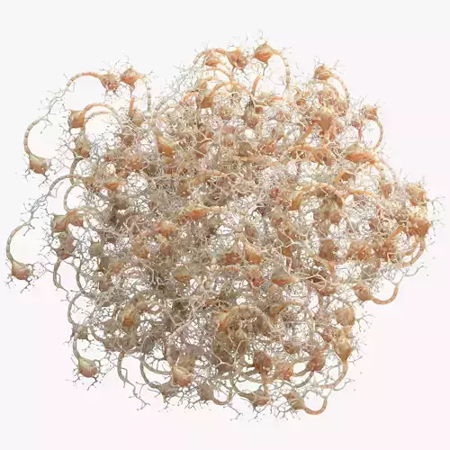 Neuron Human 3D model