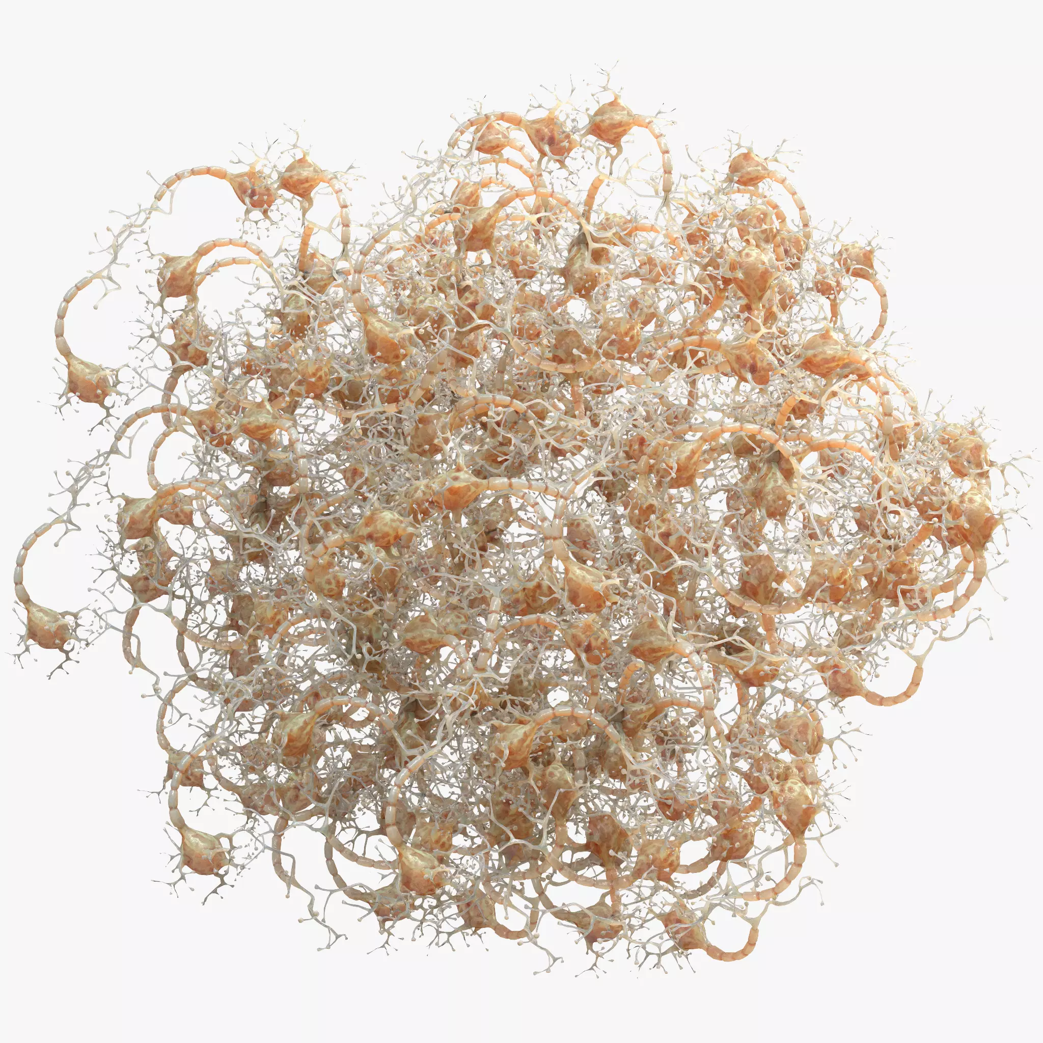 Neuron Human 3D model_0