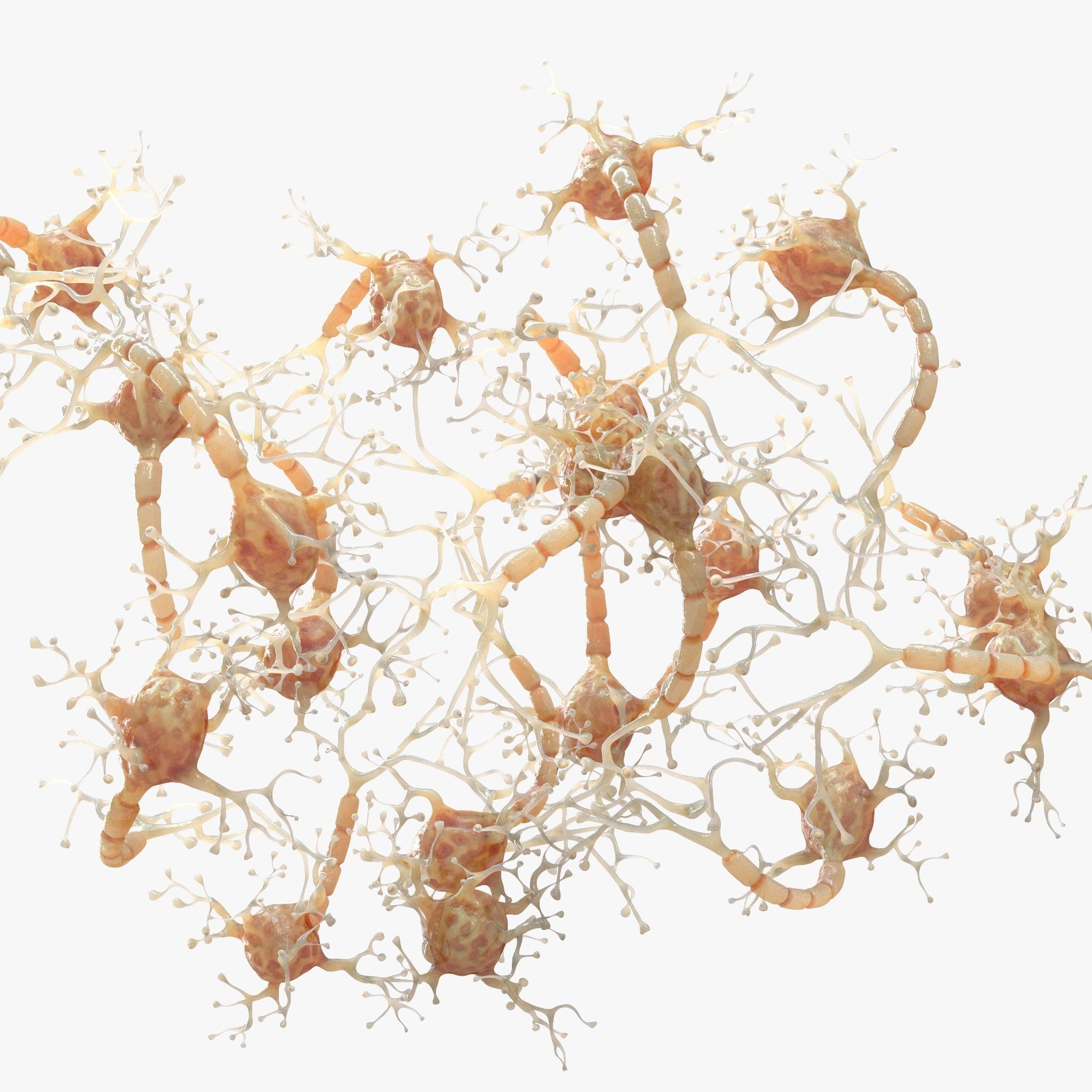 Neuron Human 3D model_6