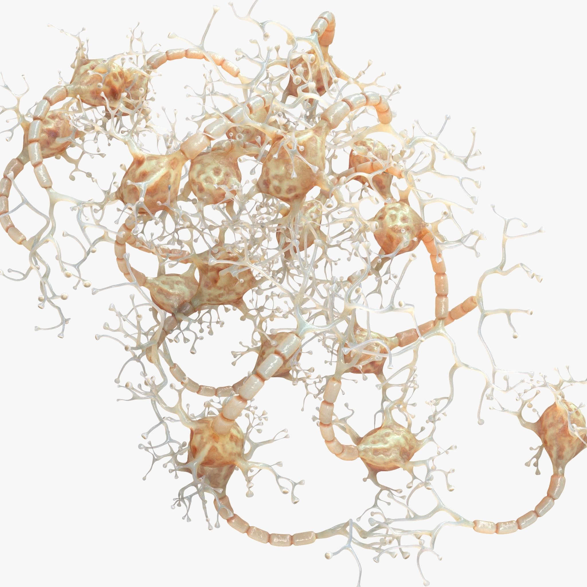 Neuron Human 3D model_5