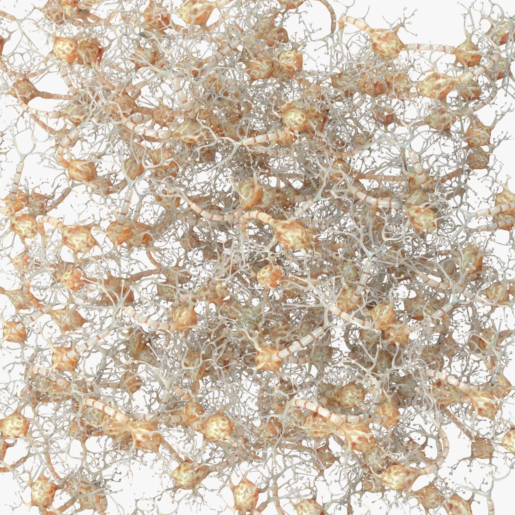 Neuron Human 3D model_1