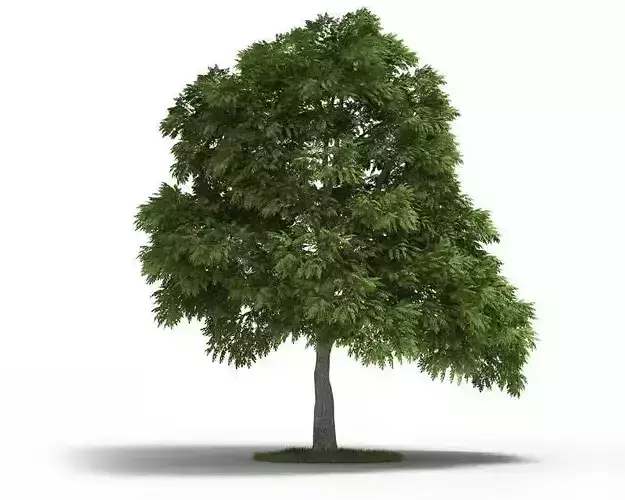 Tall Green Natural Tree