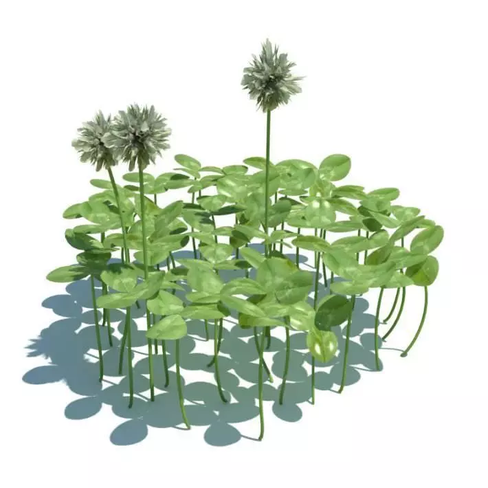 Clover Plants And Flowers 3D model_0