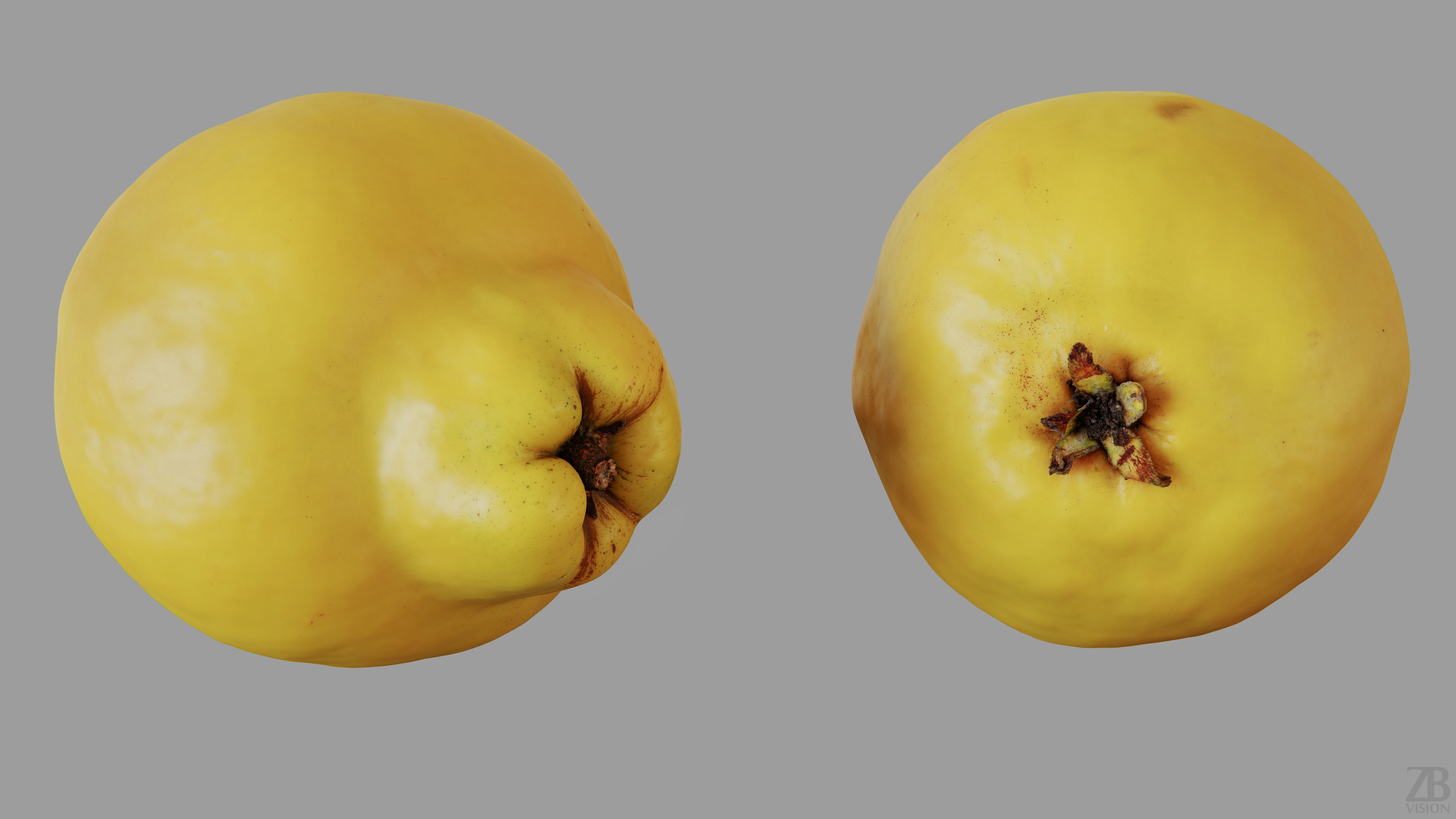 Quince 3D model_12