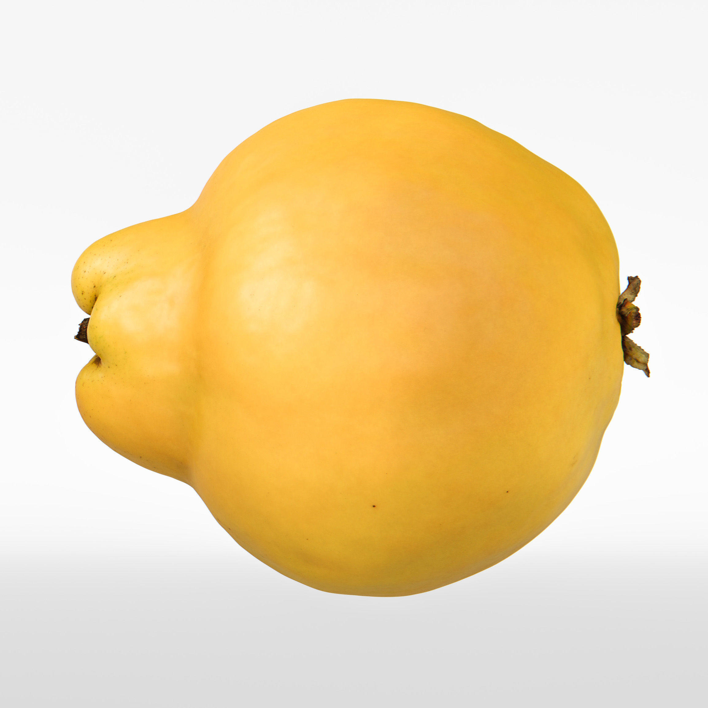 Quince 3D model_7