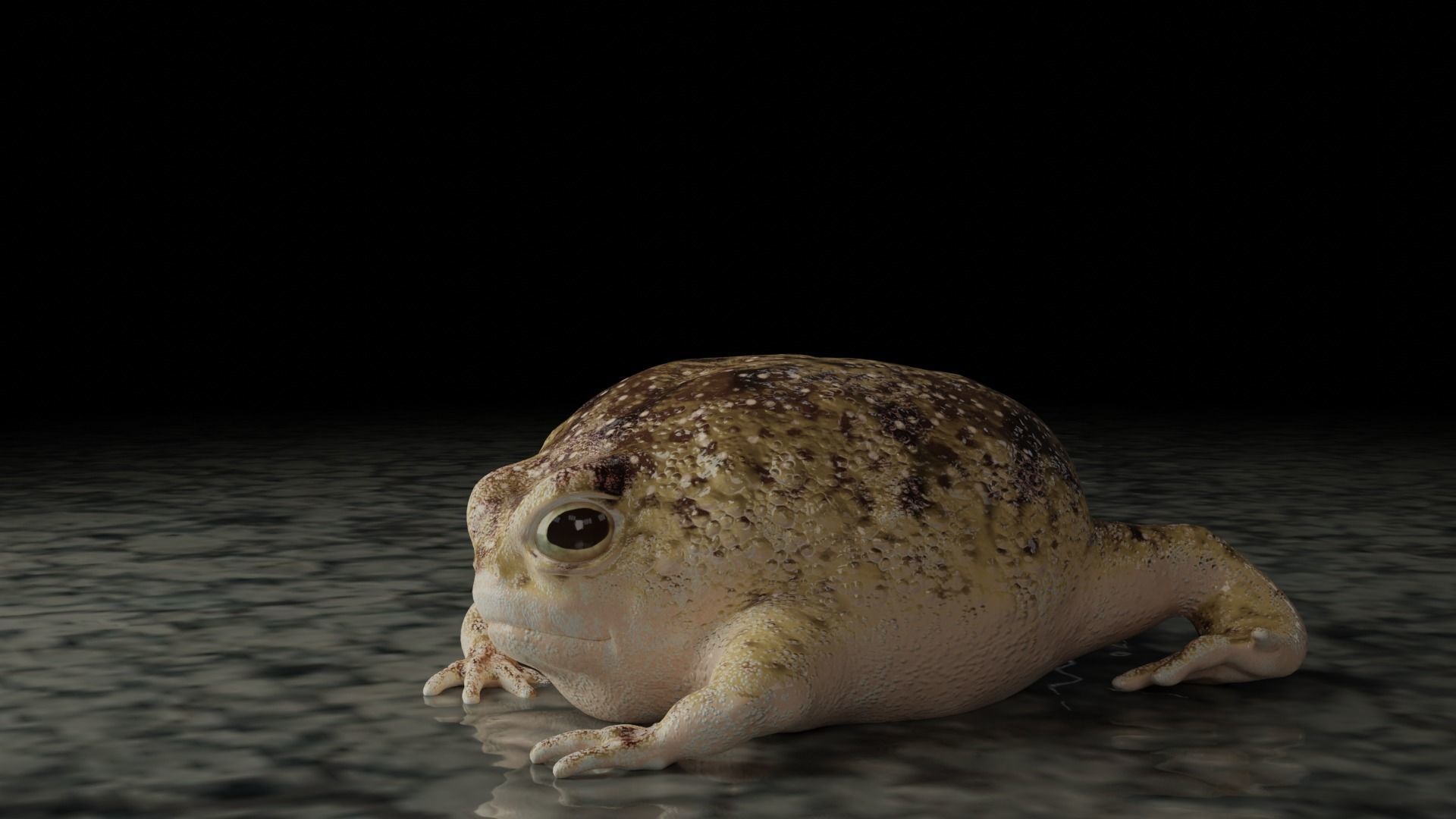 Desert Rain Frog 3D model_1