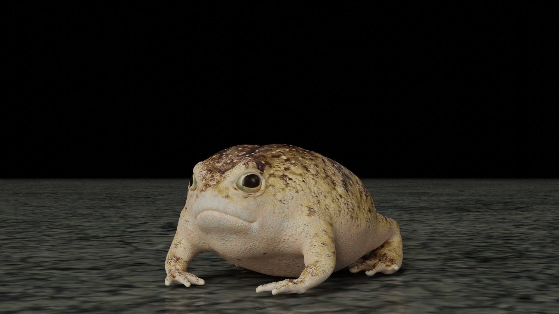 Desert Rain Frog 3D model_2