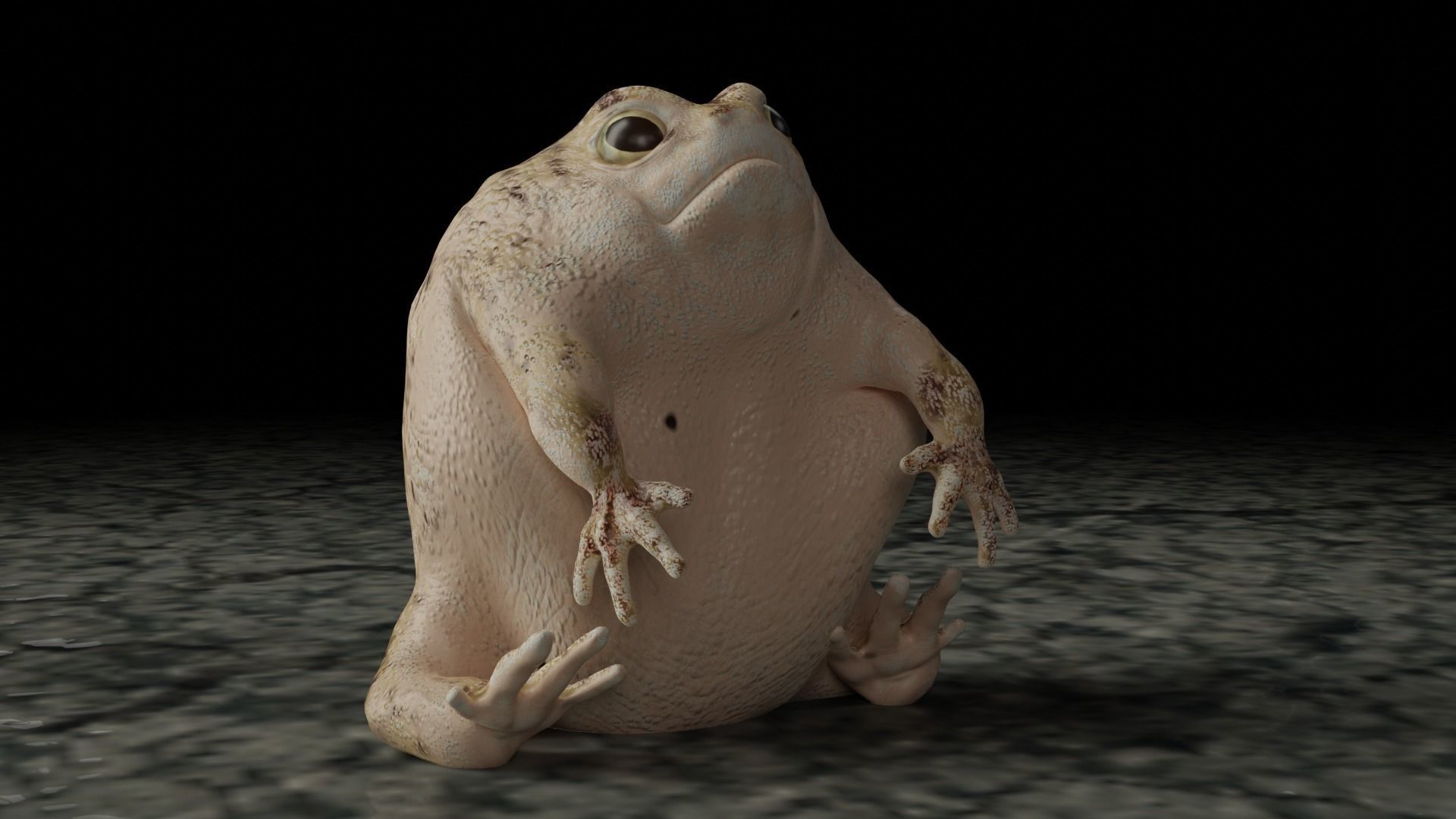 Desert Rain Frog 3D model_5