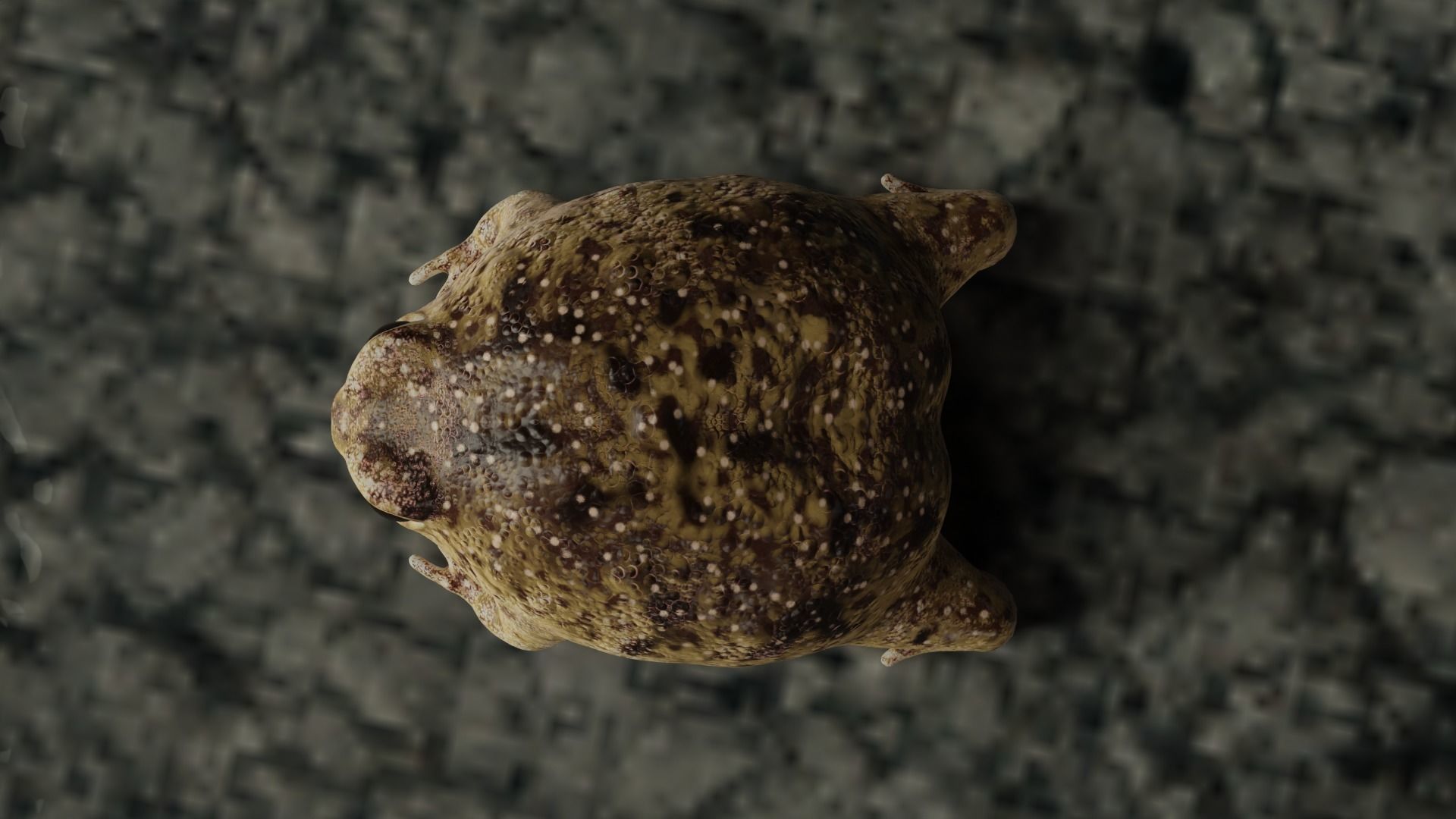 Desert Rain Frog 3D model_4