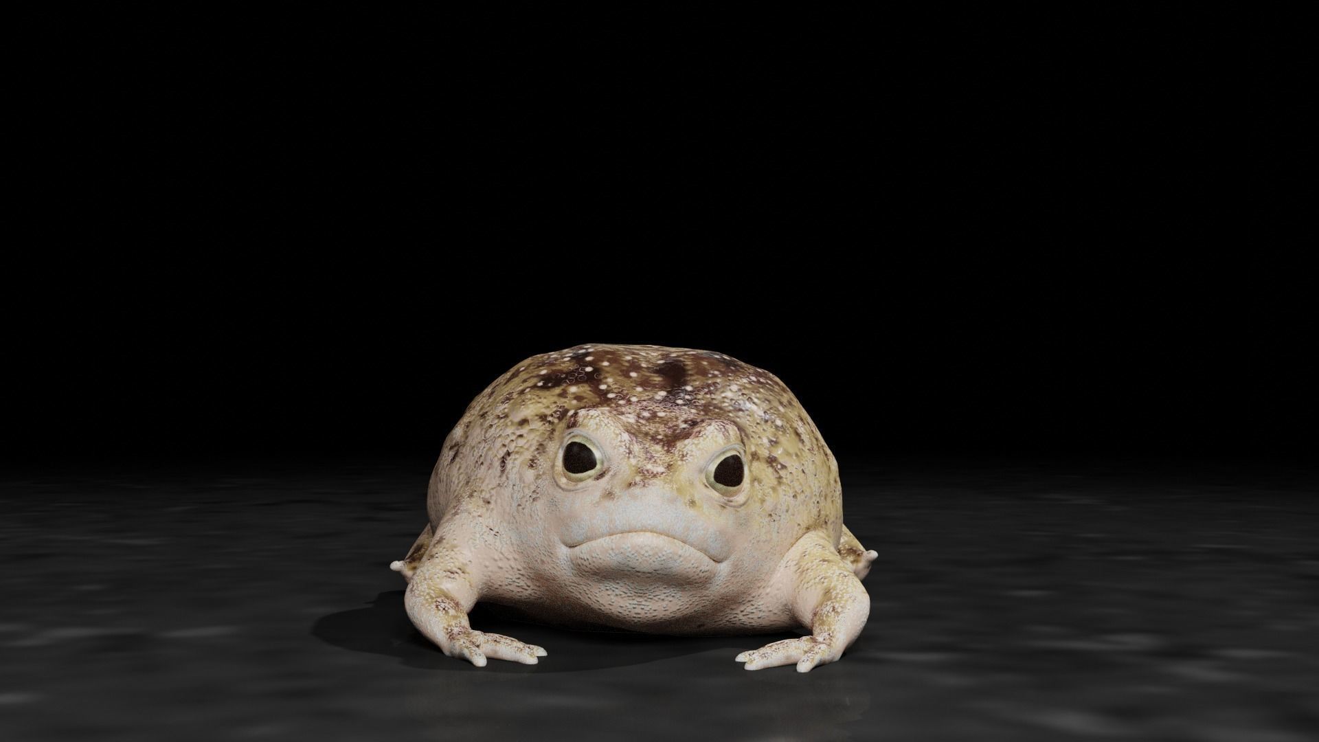 Desert Rain Frog 3D model_3