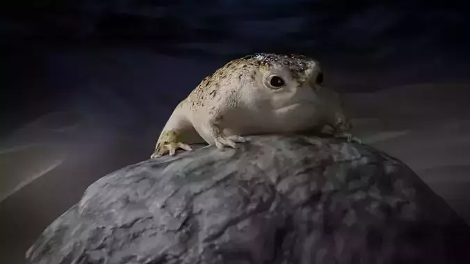Desert Rain Frog 3D model