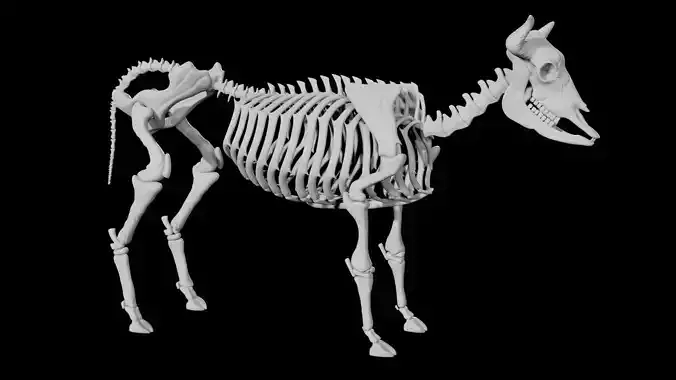 Cow Skeleton Low-poly 3D model