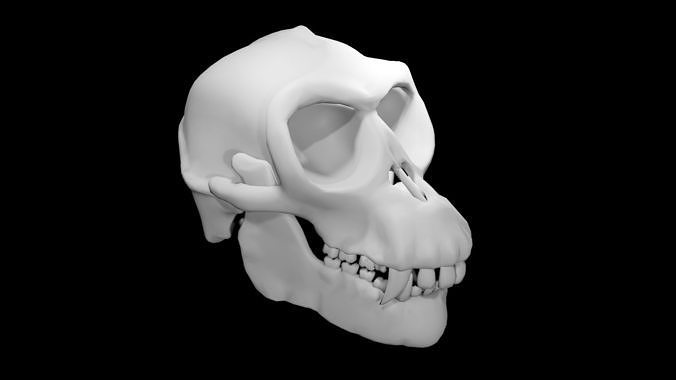 Monkey Skull Low-poly 3D model