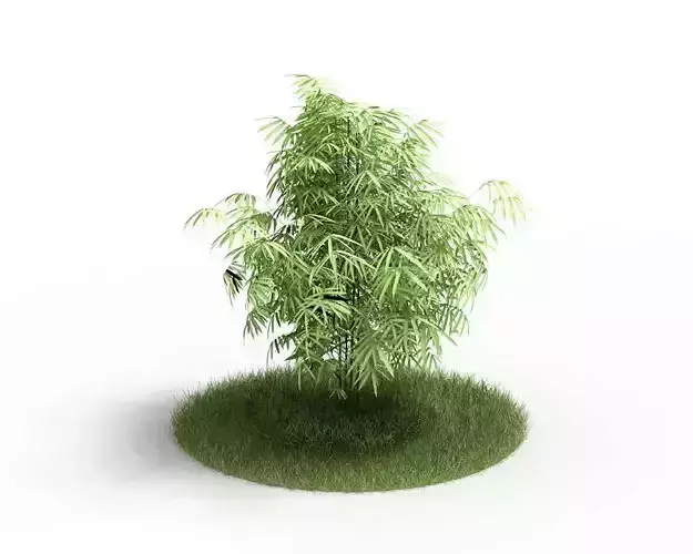 Phyllostachys Aurea Golden Bamboo Ornamental Plant