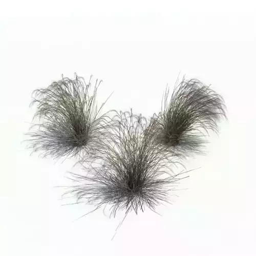 Grass Plant Stipa