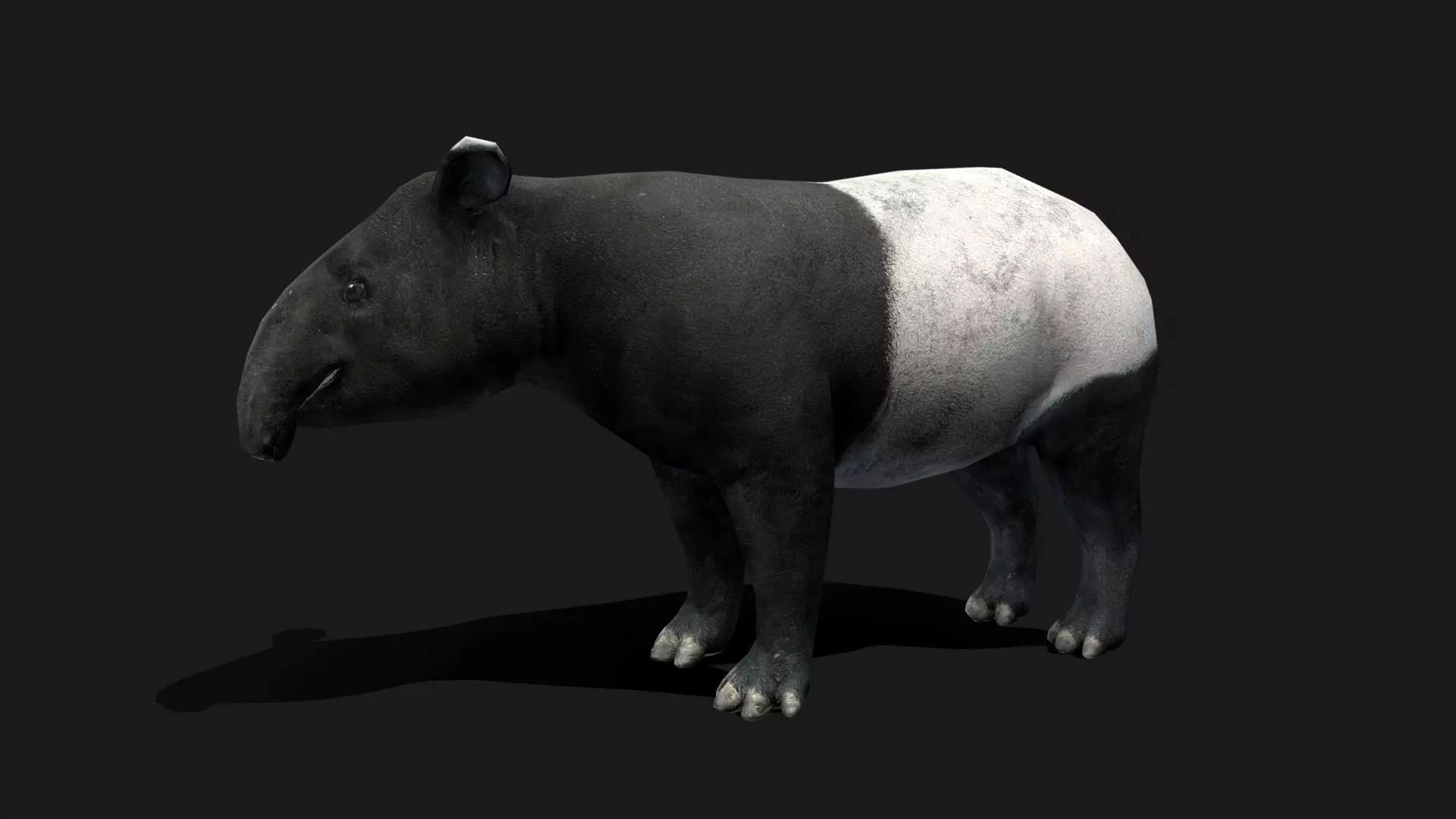 Low poly Malayan Tapir Low-poly 3D model_0