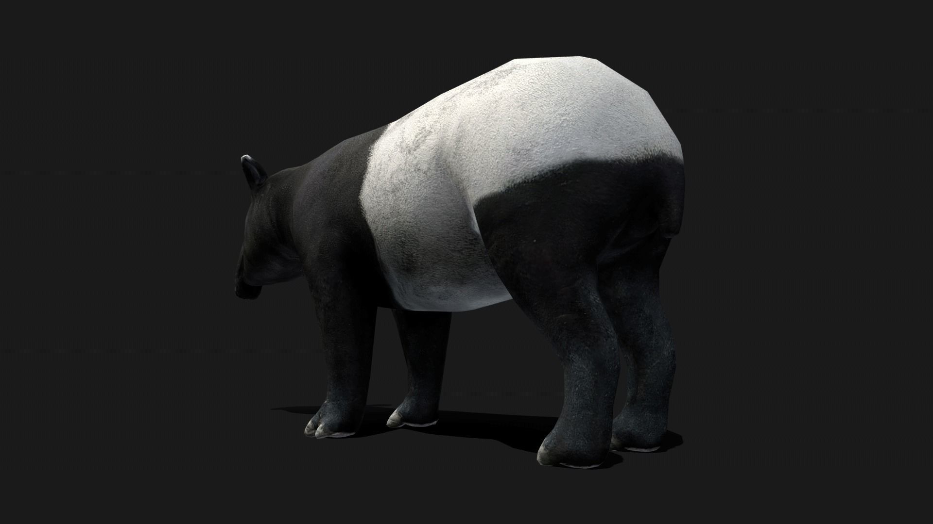 Low poly Malayan Tapir Low-poly 3D model_10
