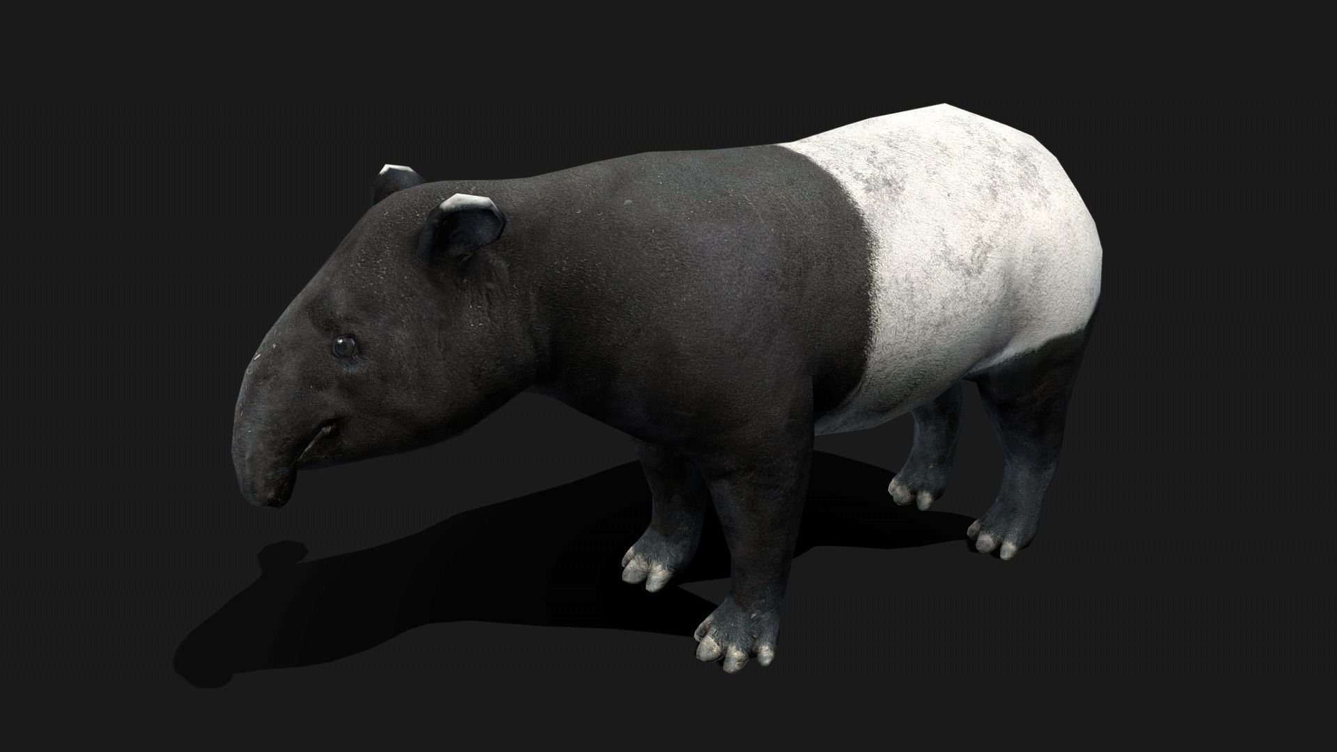 Low poly Malayan Tapir Low-poly 3D model_6