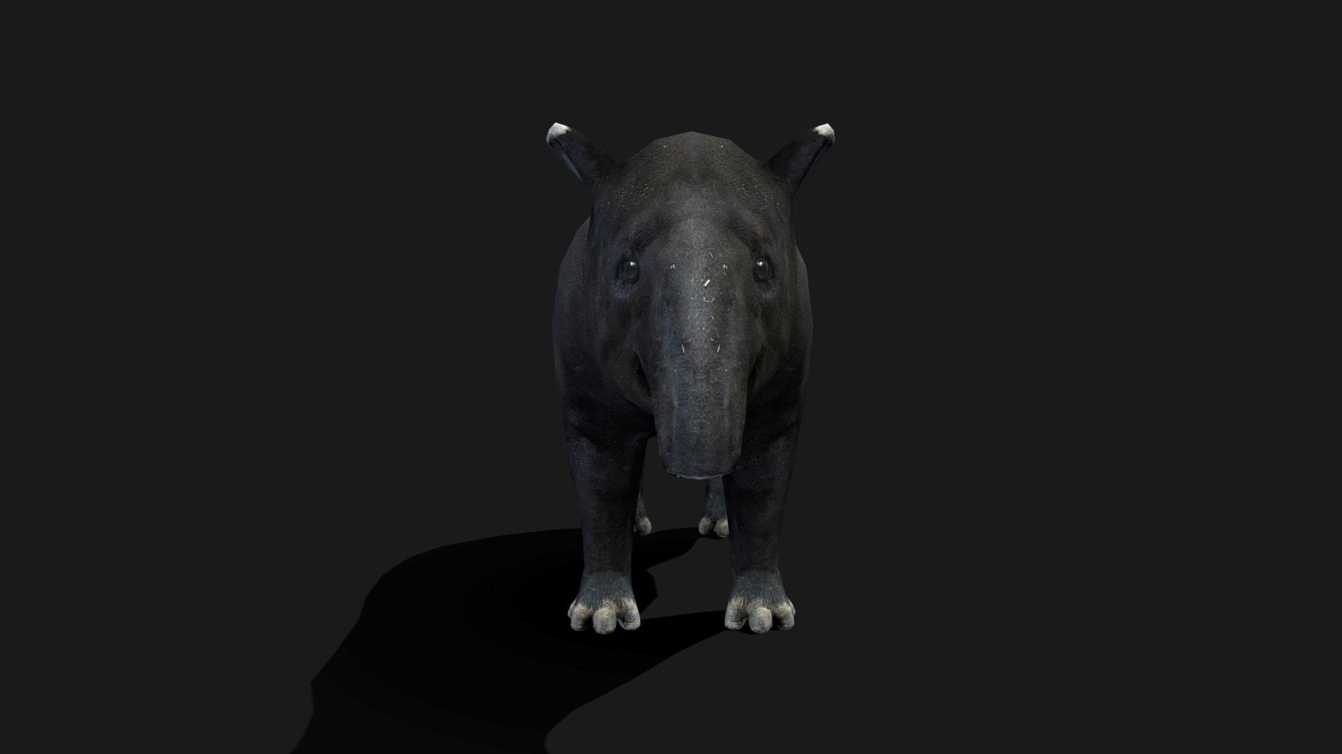 Low poly Malayan Tapir Low-poly 3D model_20