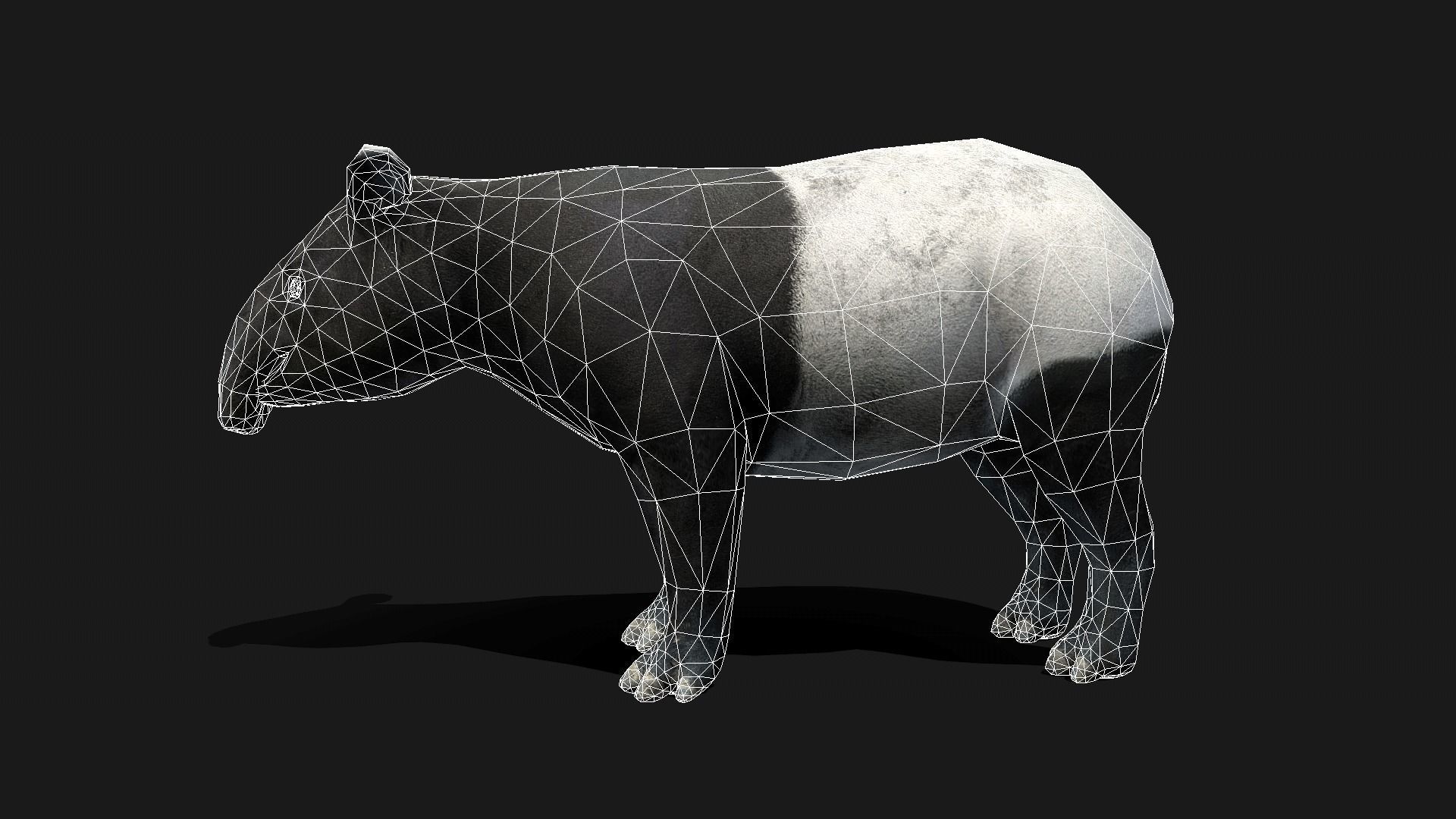 Low poly Malayan Tapir Low-poly 3D model_17
